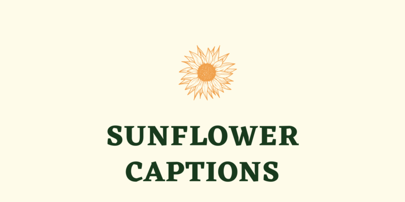 sunflowers captions